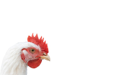 Head of the rooster is white on white background. Copy space.