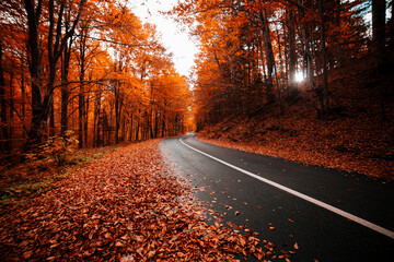 Naklejka na ściany i meble Road in autumn fall forest. Autumnal background