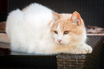 Fototapeta na wymiar A white cat of the breed (Turkish Van) lies in close-up on the street.
