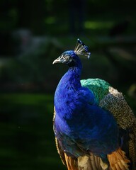Vertical closeup of a sunlit peafowl with a closed tail, blurred background