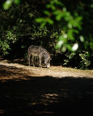 Vertical of a zebra grazing in the sunlit glade, trees background