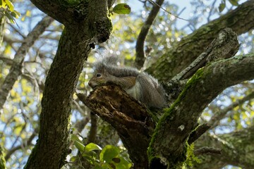 Low-angle closeup of a little eastern gray squirrel (Sciurus carolinensis) on a tree