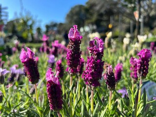 Closeup shot of beautiful Bandera deep purple lavenders blooming in the garden