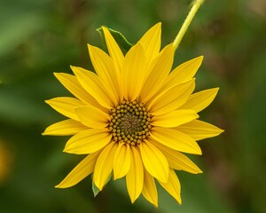 Yellow Giant Sunflower