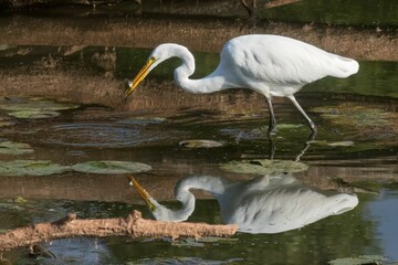 Great Egret with fish