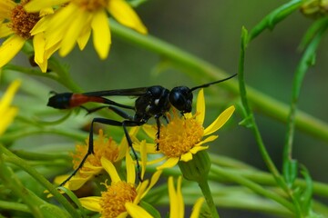 Close up of an Ammophila sabulosa insect on yellow flowers and blurred background