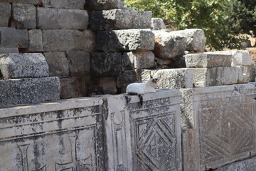 Cat sleep on ancient ruin carved marble stone at Ephesus, Turkey.