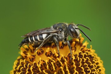 Macro shot of a cuckoo bee (Coelioxys) on a yellow flower against a blurred background