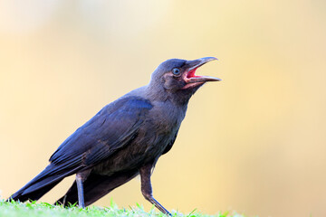 Obraz premium A beautiful but lonely crow sits on a golf course and croaks A high-quality photo