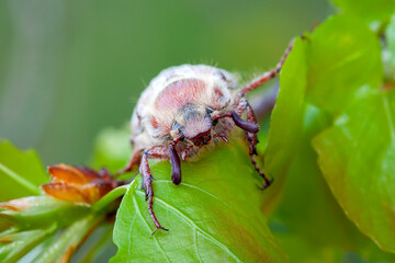 Common Cockchafer (Melolontha melolontha) Beetle resting on herb. Wildlife Scene of Nature