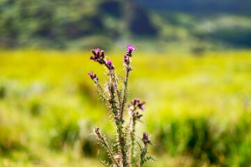 Beautiful closeup of a purple lavender with blurred background