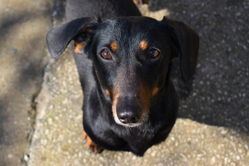 Closeup of the black dachshund dog standing and looking directly at the camera
