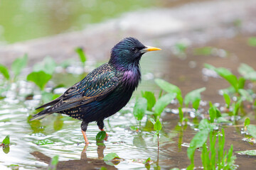 Common starling (Sturnus vulgaris) forages for food and cleans feathers in a puddle