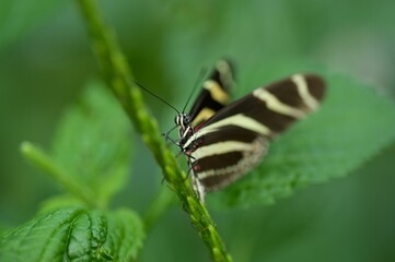 Closeup shot of a beautiful Zebra Longwing Butterfly (Heliconius charithonia) resting on a plant
