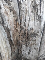 textured background of tree trunk 