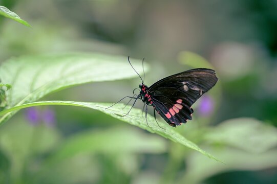 Beautiful black cattleheart (parides iphidamas) resting on a green leaf on the blurred background
