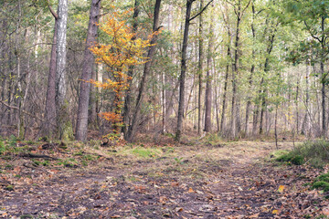 Autumn colors in the Dutch forest, Noorderheide, Elspeet, The Netherlands.