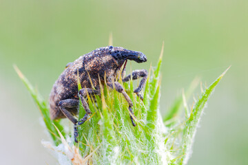 Lateral view close up of a snout beetle, also referred to as weevil. Species: Liophloeus tessellatus.