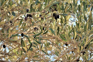 Closeup of black olives on the European olive tree (Olea europaea)