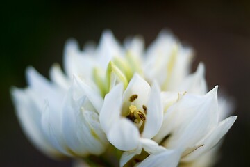 Macro shot of a White brodiaea, Triteleia hyacinthina flower with blur background