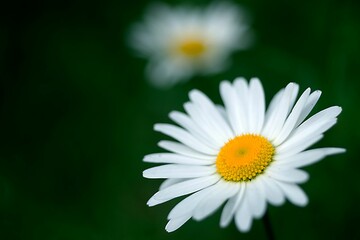Fototapeta premium Selective focus shot of white Common daisy flower with blur background