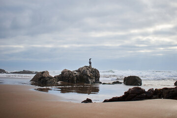 Fototapeta na wymiar sea and beach with seagulls