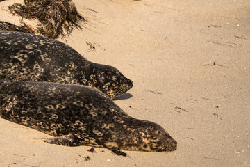 Harbor Seal on the beach of La Jolla, San Diego, the U.S.