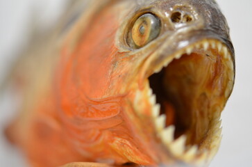 Makrofotografie Piranha