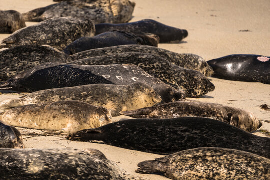 Harbor Seal On The Beach Of La Jolla, San Diego, The U.S.