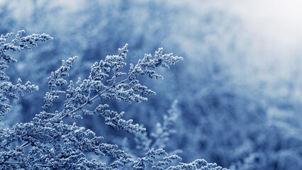 Frost-covered dry plants in winter on a blurred background in blue tones