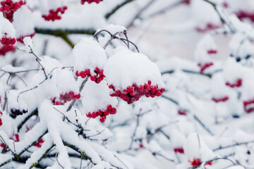 Clusters of viburnum with red berries covered with snow - obrazy, fototapety, plakaty
