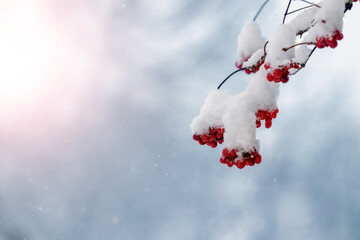Snow covered red viburnum berries in winter in sunny weather on blurred background, copy space