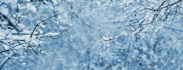 Winter background with snowy tree branches in the forest on a blurred background during snowfall