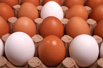 The chicken egg is white and yellow on the egg rack.