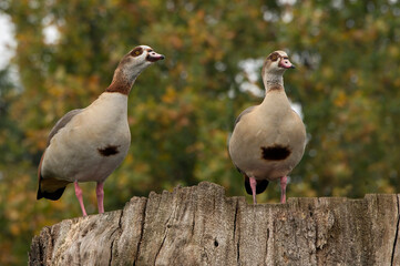 Male and Female Egyptian geese