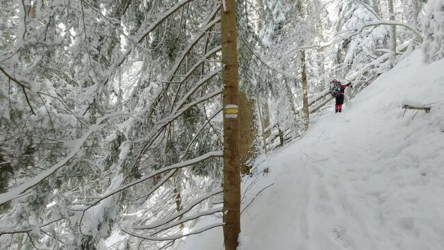 A man with a backpack takes pictures on his phone of a winter forest in the mountains.