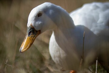 Closeup of white pekin peacefully resting outdoors