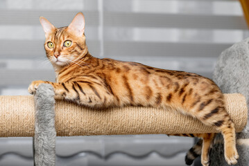Bengal cat on a scratching post, in the background of the living room.