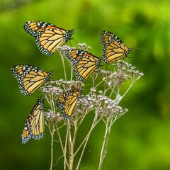 Monarch Butterflies Waiti