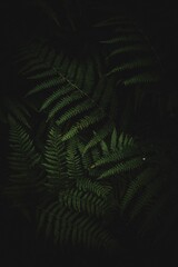 Vertical shot of green fern leaves isolated on the black background, perfect as wallpaper
