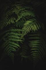 Fototapeta na wymiar Vertical shot of green fern leaves isolated on the black background, perfect as background