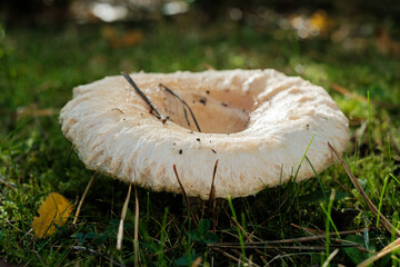 Saffron milk cap aka red pine mushroom (Lactarius deliciosus) growing the wild in north east England