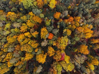 Fototapeta premium Aerial Drone Photo Looking Down on an Autumn Forest with Multi Colored Fall Trees in the europe