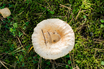 Saffron milk cap aka red pine mushroom (Lactarius deliciosus) growing the wild in north east England