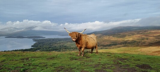 Highland Coo on the Conic at Loch Lomond