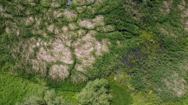 green aquatic vegetation seen from above located in the Vistula oxbow lake near Krakow