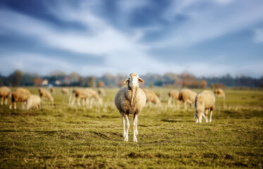 Flock of sheep on livestock farm. Concept of animal husbandry