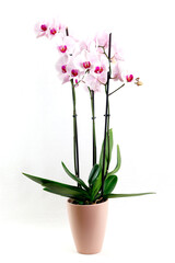 Fototapeta na wymiar Eine prächtige Orchidee im Blumentopf vor weißem Grund