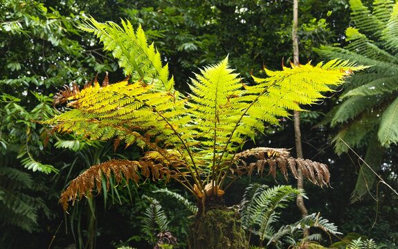 Large sub-tropical fern