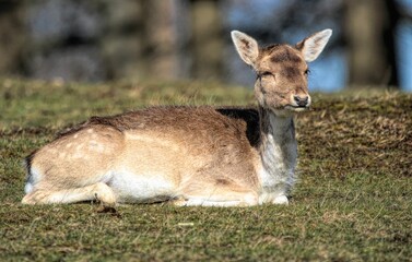 Closeup of the brown deer sitting and looking aside in the field